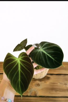 Philodendron Verrucosum