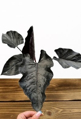Alocasia Antoro Velvet