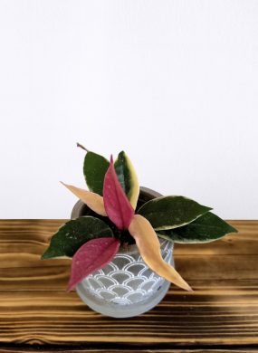 Hoya Flamingo