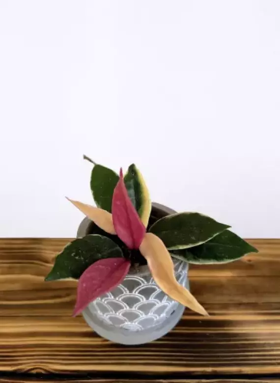 Screenshot_20250716_121003_Samsung Internet.webp