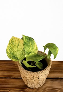 Epipremnum Aureum Hicolor
