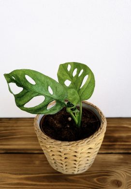 Monstera Adansonii Mint