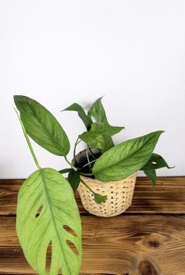 Epipremnum Cebu Blue
