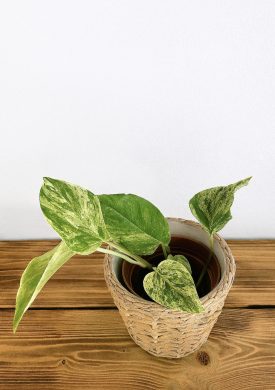 Epipremnum Marble Queen
