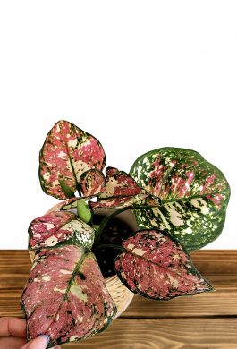 Aglaonema Jazzy Red