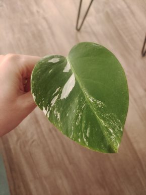 Monstera deliciosa albo var. Řízek