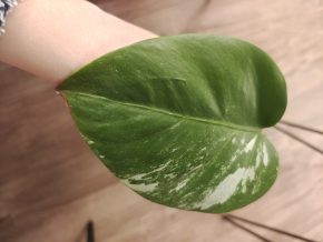 Monstera deliciosa albo variegata