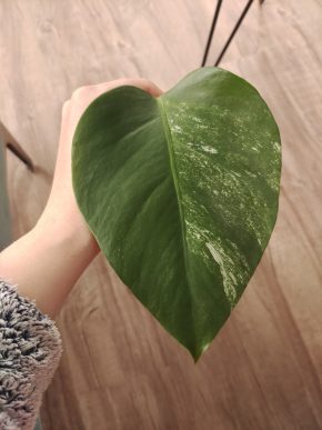 Monstera deliciosa albo variegata
