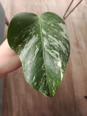 Monstera deliciosa albo variegata