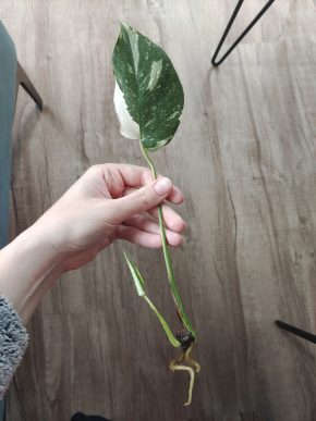 Monstera Thai Constellation řízek