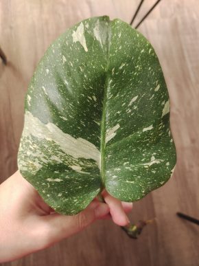 Monstera Thai Constellation řízek