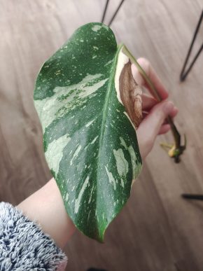 Monstera Thai Constellation řízek