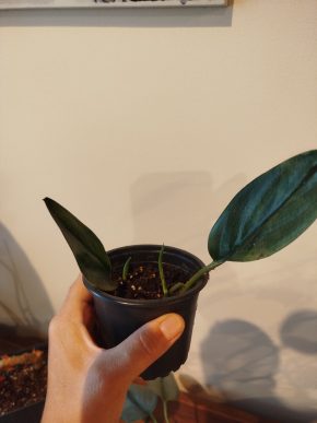 Scindapsus treubi dark form
