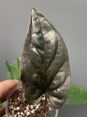erythrophyllum wild form 