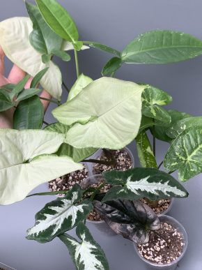 5 x Syngonium