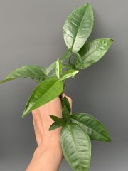 auritum