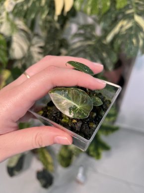 baby Alocasia Black Velvet Pink Variegata