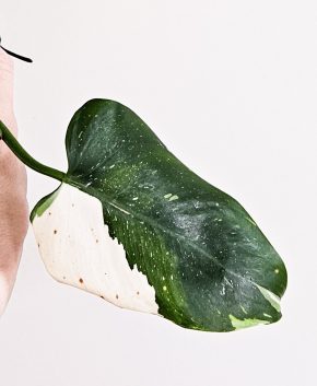 Philodendron White Princess
