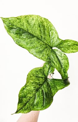 Syngonium mojito 2ks