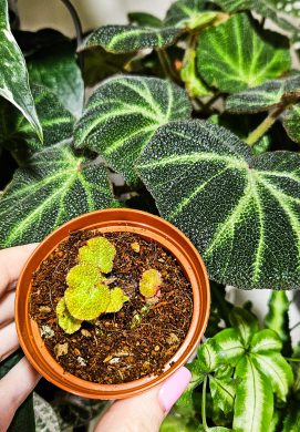 Begonia soli-mutata