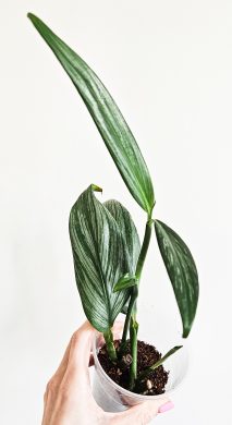 Epipremnum Silver Stripe