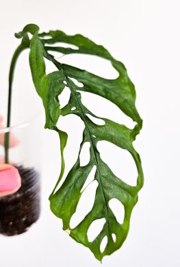 Monstera Obliqua Peru