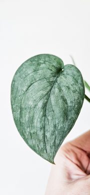 Scindapsus silver hero