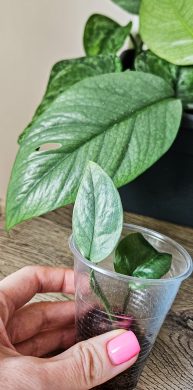 Epipremnum Cebu Blue