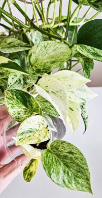 Epipremnum marble/snow queen