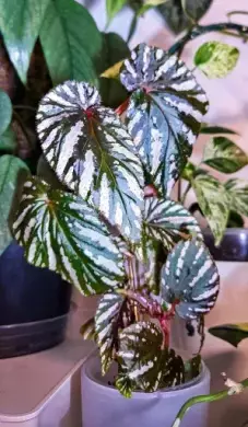 Begonia brevirimosa