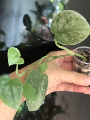 Scindapsus Silver Ann - rostlina