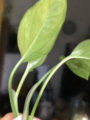 IMG_9735.jpeg