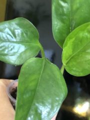 IMG_9736.jpeg