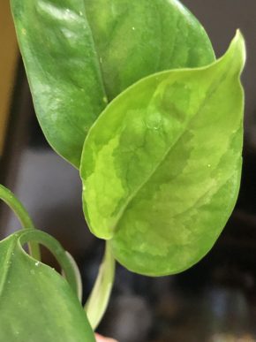 Epipremnum Emerald - rostlina .