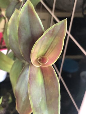 Tradescantia Brosfeldiana  Aurea- čerstvý řizek .