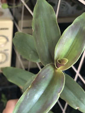 Tradescantia Brosfeldiana  - čerstvý ŕizek .