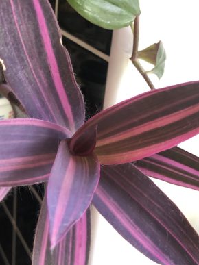 Tradescantia Pallida variegata _ čerstvý řizek .