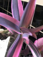IMG_9729.jpeg