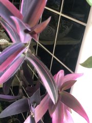IMG_9730.jpeg