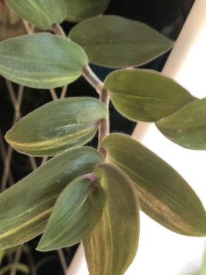 Tradescantia Baby Bunny Bellies variegata - rostlina