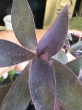 Tradescantia Pallida Purple - rostlina .