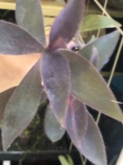 IMG_9719.jpeg