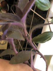 IMG_9720.jpeg