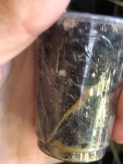 IMG_9721.jpeg