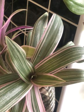 Tradescantia Reo Tricolor - čerstvý řizek .