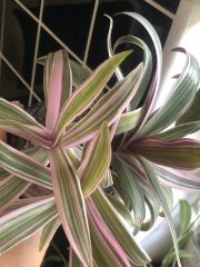 IMG_9713.jpeg