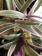 IMG_9715.jpeg