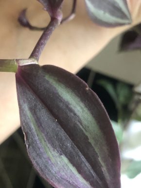 Tradescantia Purple Passion - čerstvý řizek .