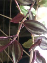 IMG_9710.jpeg