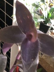 IMG_9706.jpeg